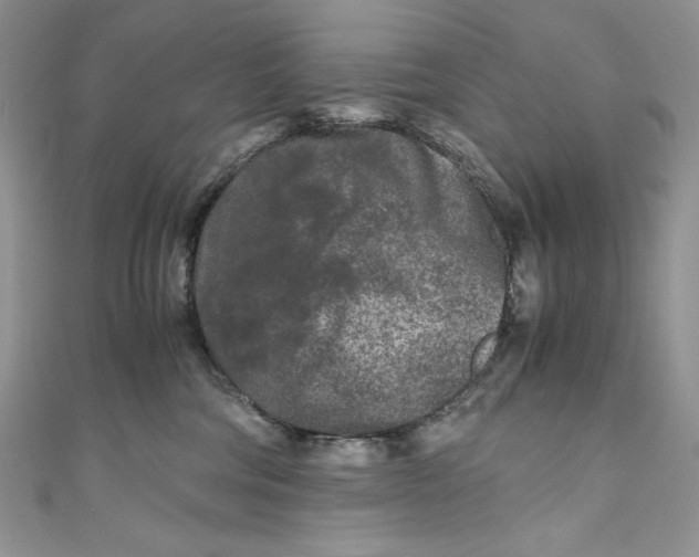 X0000111010330200907061000