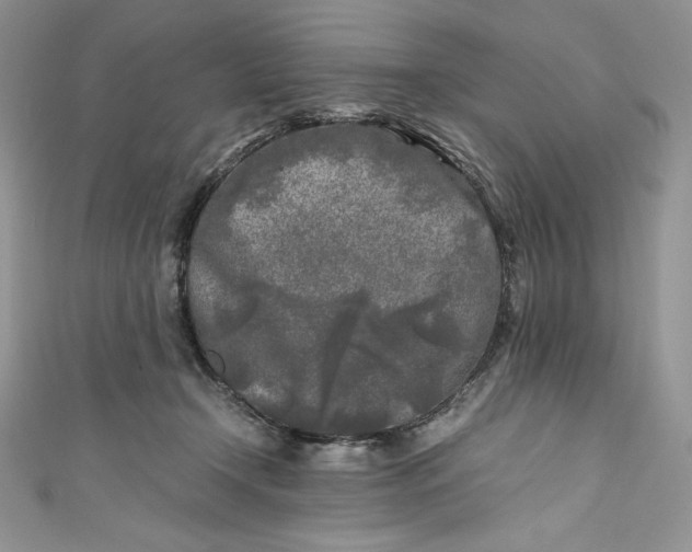 X0000111010366200907061000
