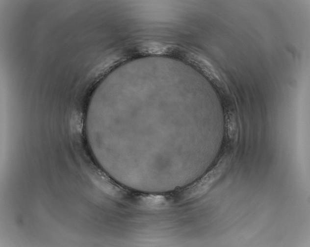 X0000111010374200907061000