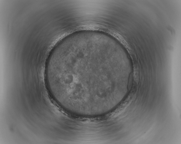 X0000111010434200907060958