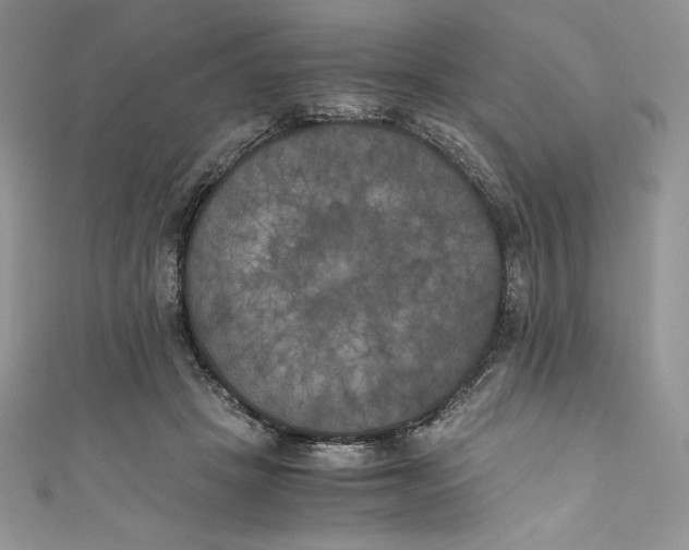 X0000111010457200907060958