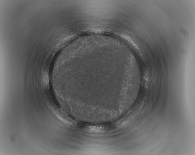 X0000111010500200907060958