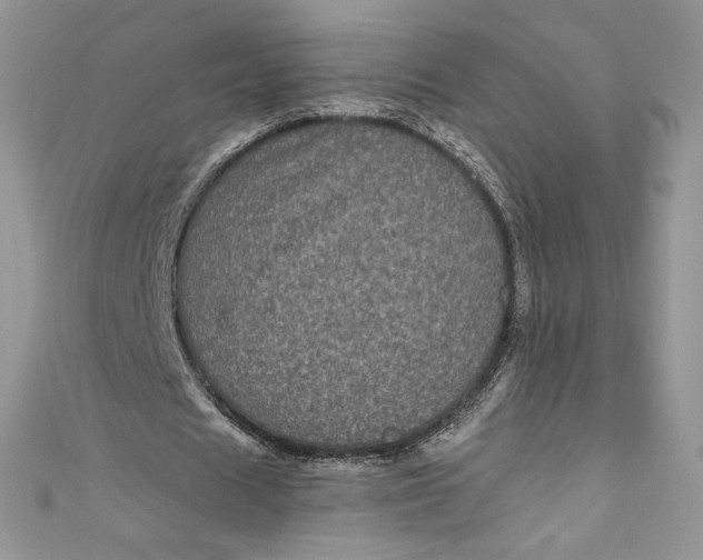 X0000111010625200907060956