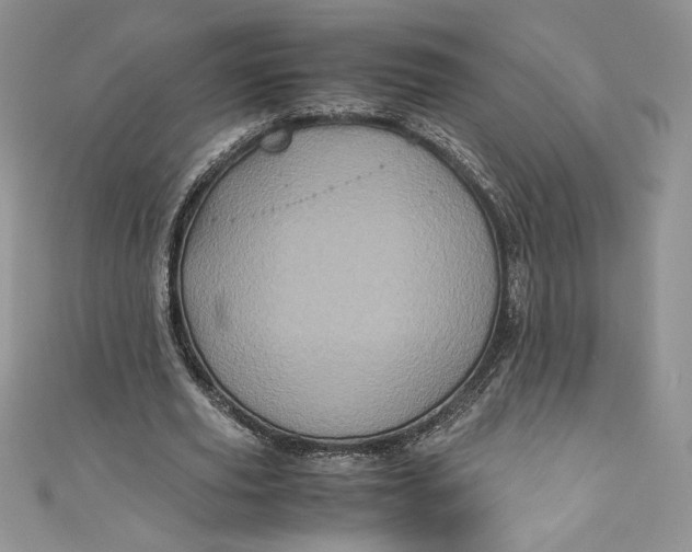 X0000111010629200907060956