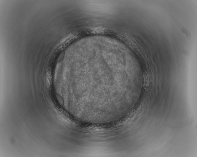 X0000111010648200907060956