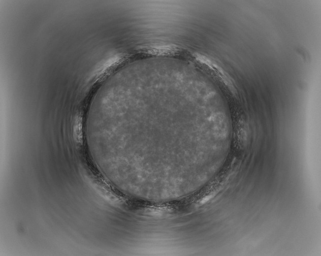 X0000111010696200907060955