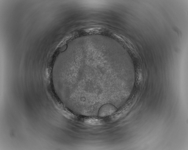 X0000111010759200907060955