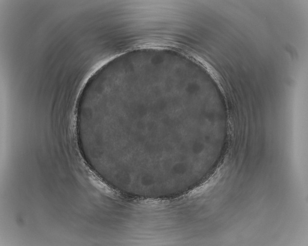 X0000111010779200907060954