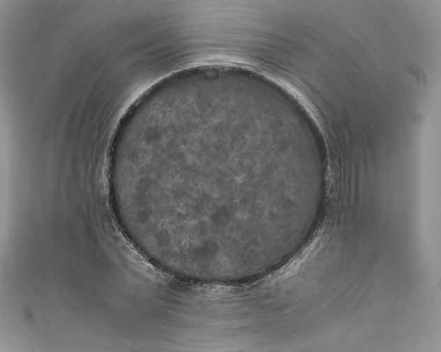 X0000111010783200907060954