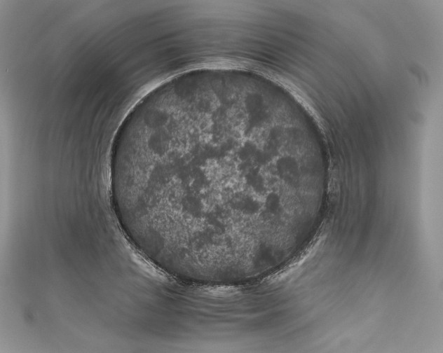X0000111010837200907060954