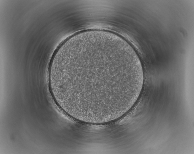 X0000111010848200907060954