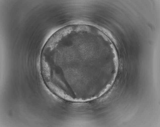 X0000111010863200907060954