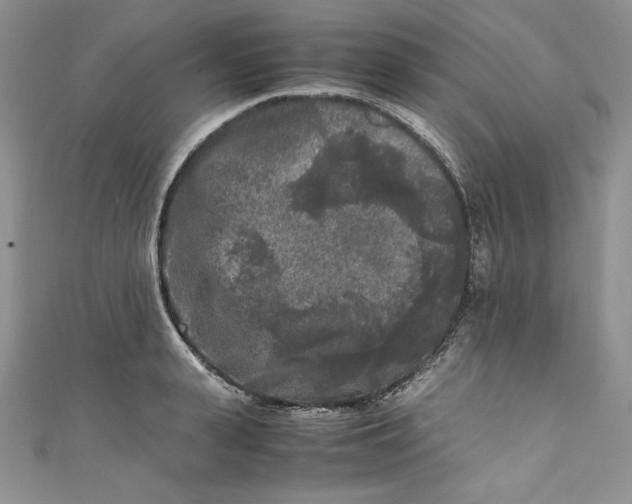 X0000111010943200907060952