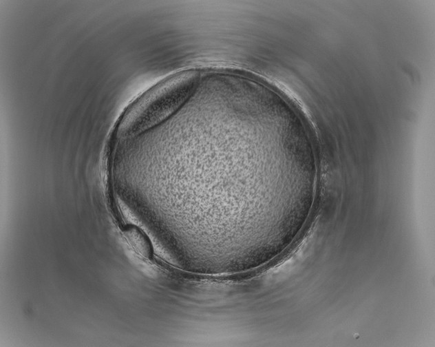 X0000111010981200907060952