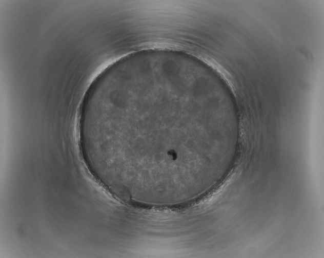 X0000111010983200907060952
