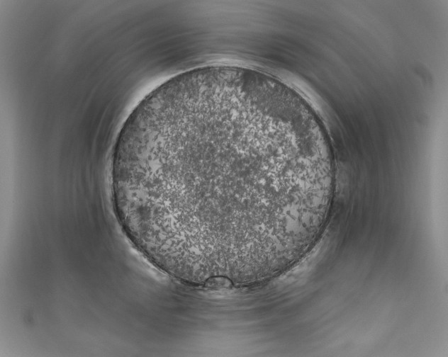 X0000111011048200907060951