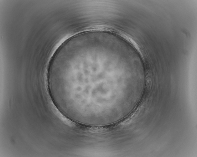 X0000111011091200907060950
