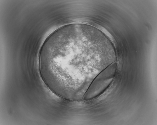 X0000111011096200907060950