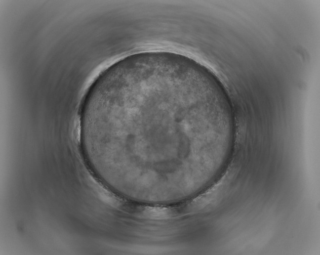 X0000111011509200907060945
