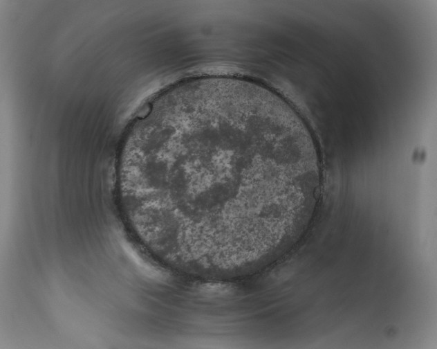 X0000111010063200907101326