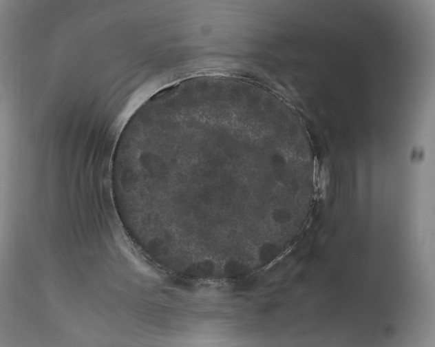 X0000111010099200907101326