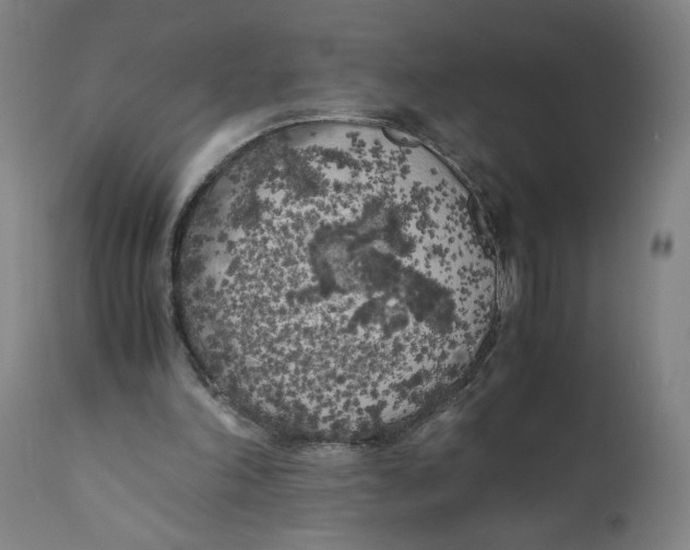 X0000111010198200907101324