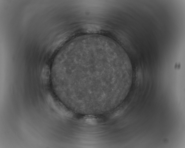 X0000111010228200907101323