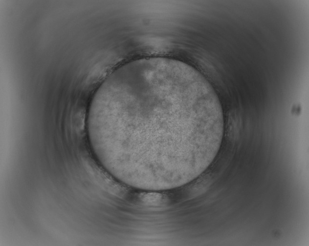 X0000111010230200907101323