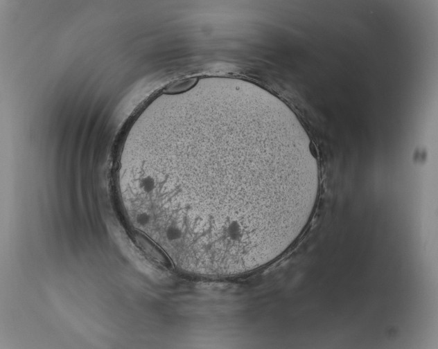 X0000111010242200907101323