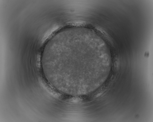 X0000111010696200907101316