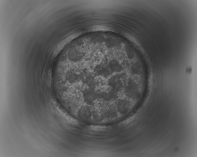 X0000111010825200907101313