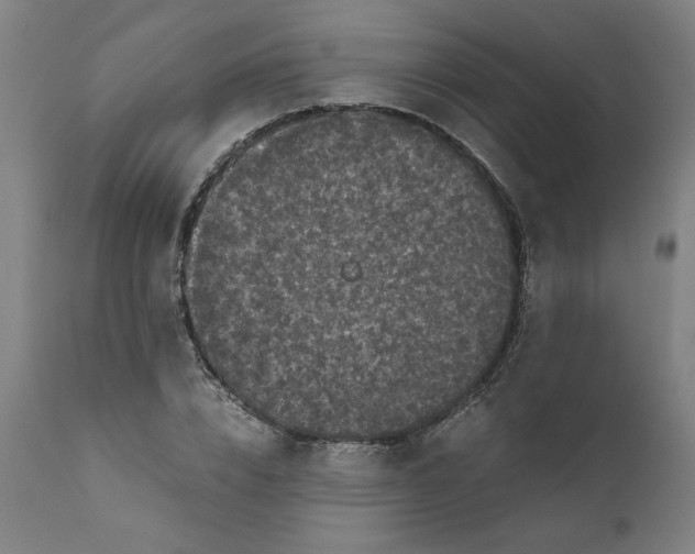 X0000111010832200907101313