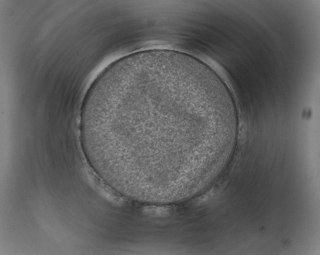 X0000111011051200907101311