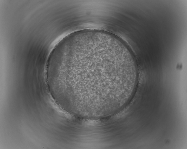 X0000111011074200907101310