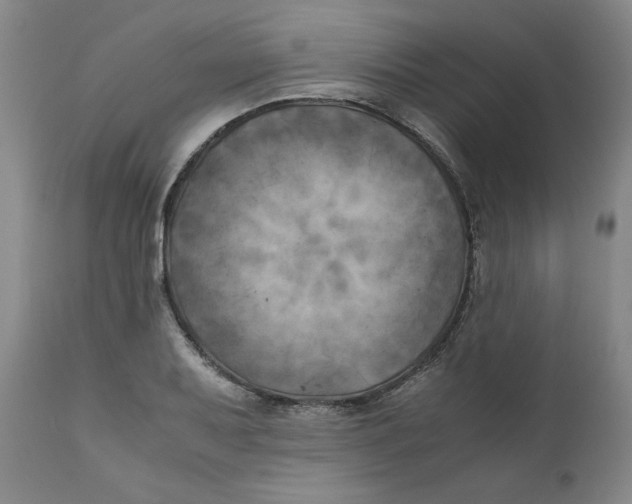 X0000111011079200907101310