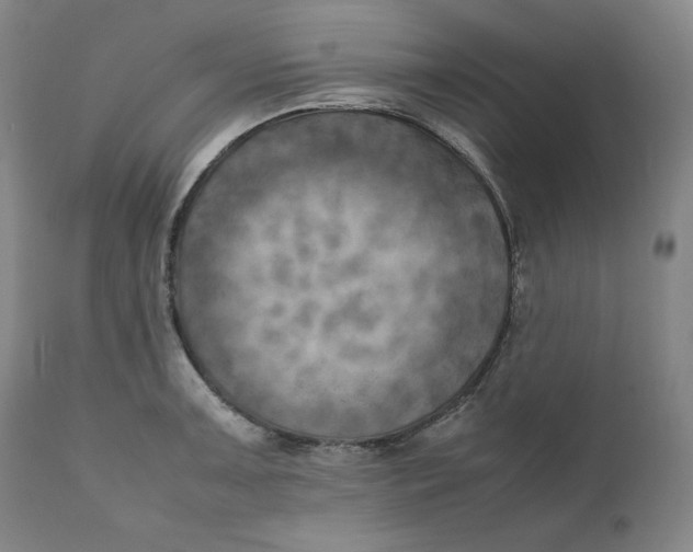X0000111011091200907101310