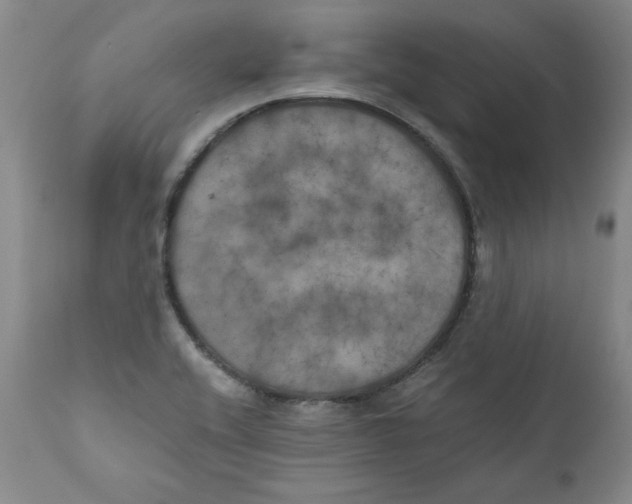 X0000111011416200907101305