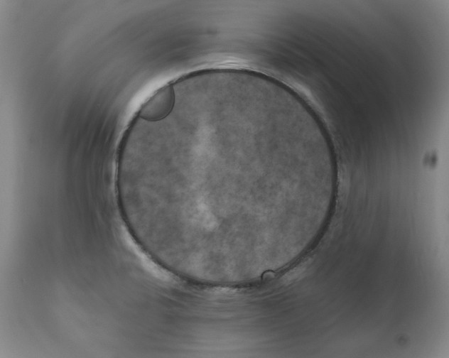 X0000111011424200907101305