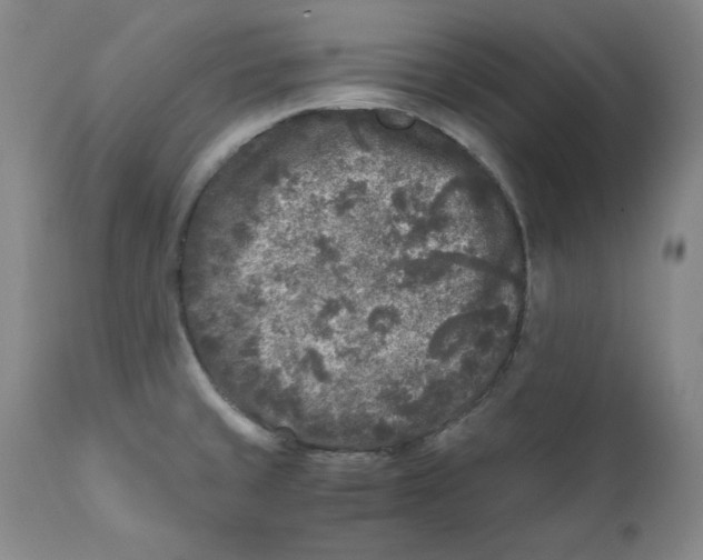 X0000111011429200907101305