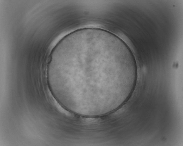 X0000111011436200907101305