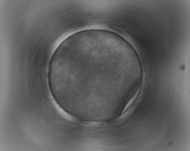 X0000111011438200907101305