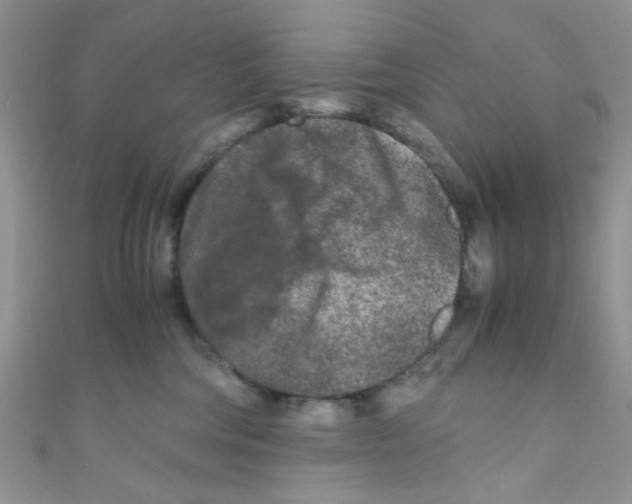 X0000111010330200907171840