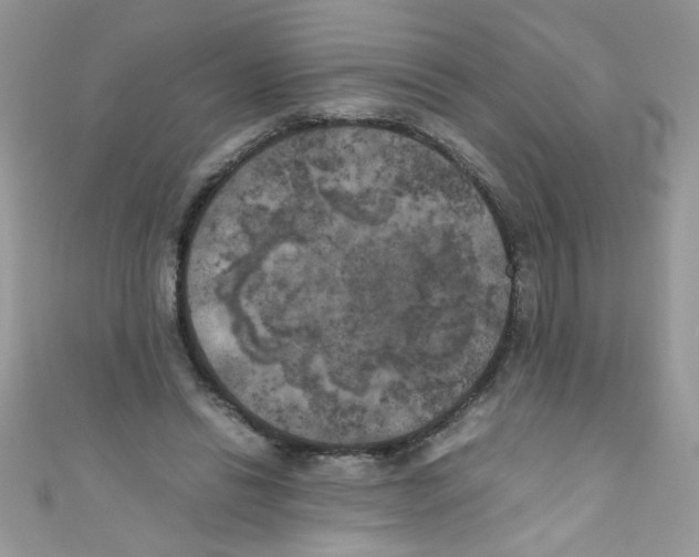 X0000111010446200907171838