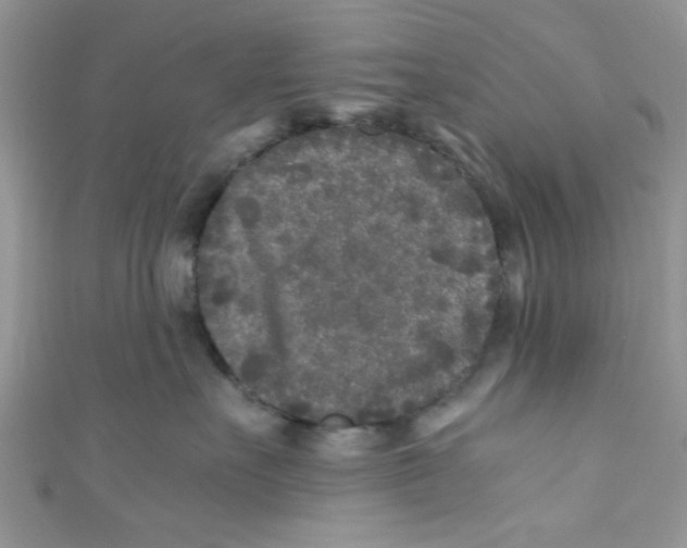 X0000111010527200907171837