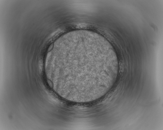 X0000111010648200907171835