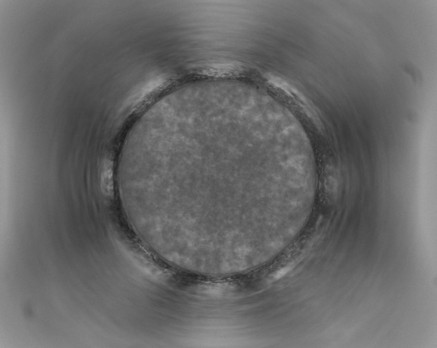 X0000111010696200907171835