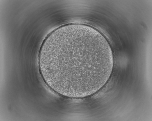 X0000111010848200907171833