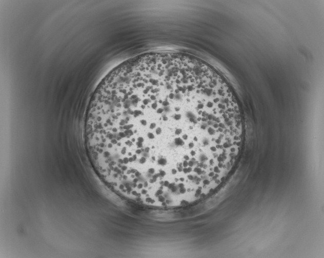 X0000111011194200907171828