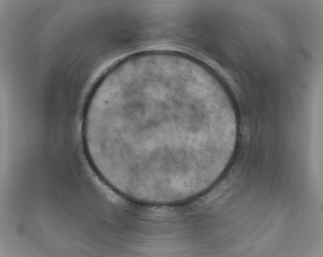 X0000111011416200907171825