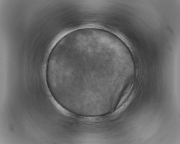X0000111011438200907171825